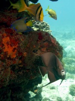 Porkfish, Queen Angelfish, French Grunt and Gray Angelfish IMG 3375